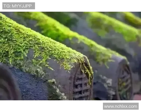 杭州篮球队逆袭之路大师赛特别报道展现团队精神与奋斗历程